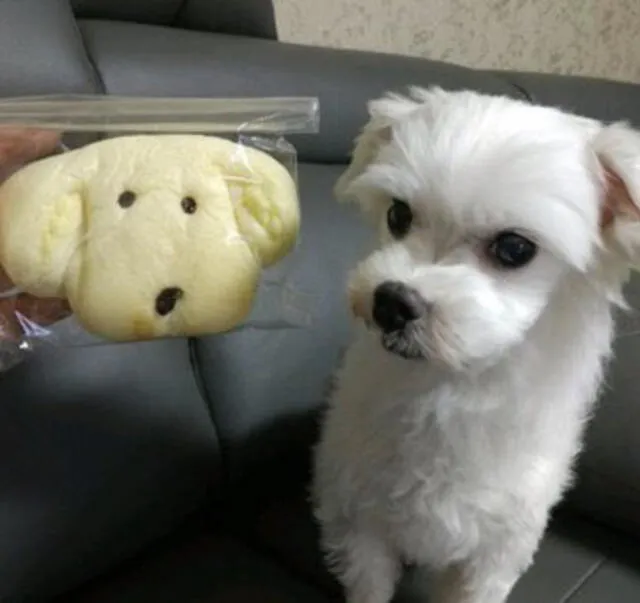 Gureum, primera mascota de Jungkook. Foto: Twitter