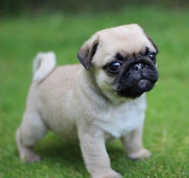 perro pug