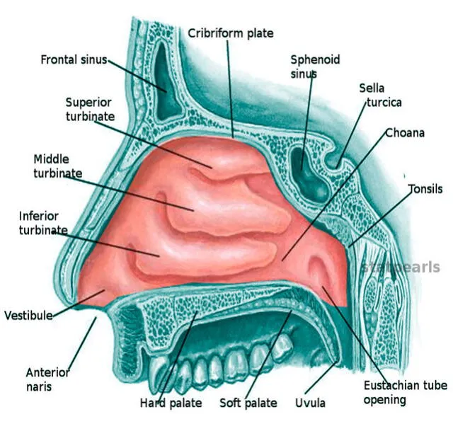 Los pliegues de rojo en el centro son los cornetes nasales o turbinas. Estos tienden a crecer de volumen durante una congestión nasal. Foto: O. Chaisagame/National Center for Biotechnology Information