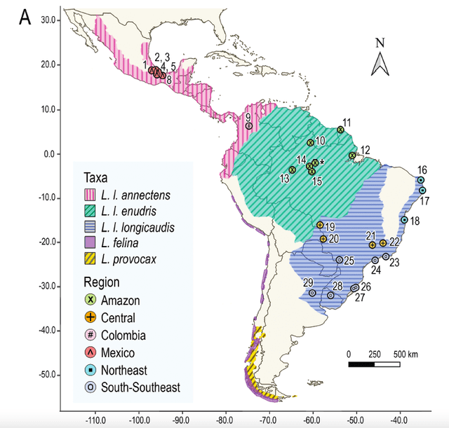  Las nutrias neotropicales se distribuyen principalmente en América Central y Sudamérica. Foto: Vera de Ferran et al.   