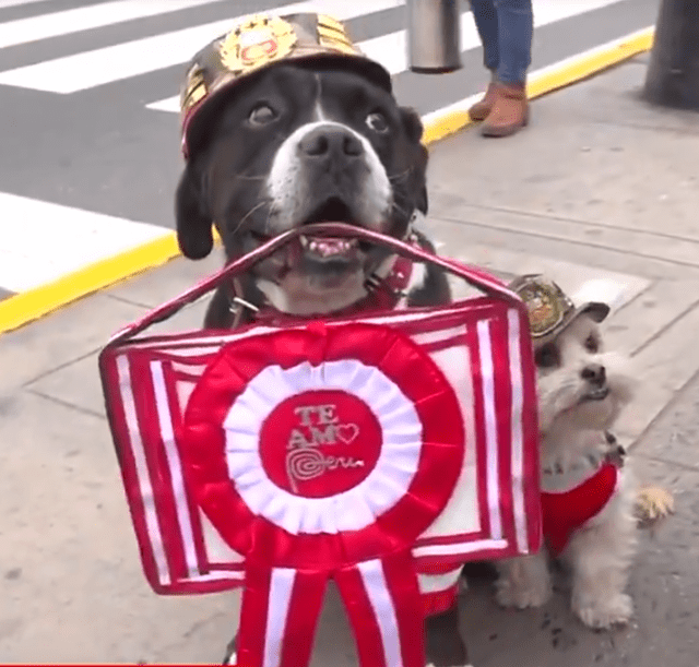 Parada Militar 2025 | Policía Canina | Dina Boluarte Parada Militar 2025 | Policía Canina | Dina Boluarte