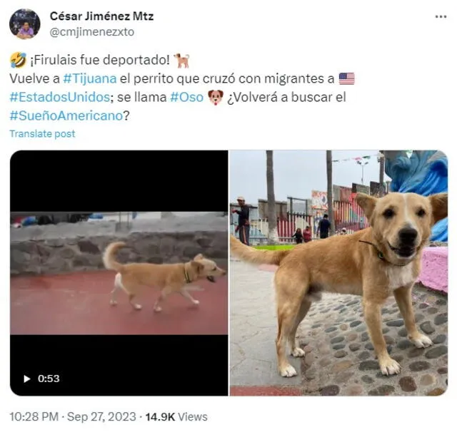 Usuarios en redes sociales reaccionan a la deportación de Oso, el perro que cruzó la frontera de México a Estados Unidos. Foto: @cmjimenezxto 