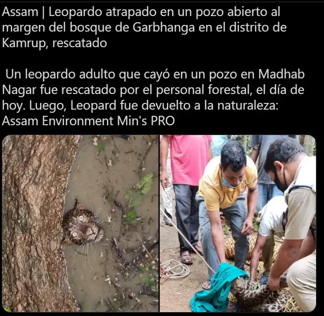 Un leopardo fue rescatado de un pozo y esta intensa imagen se ha vuelto viral