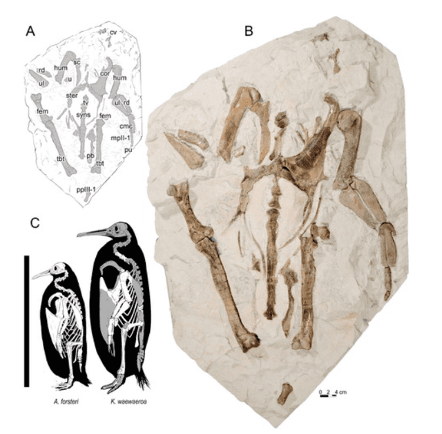 Restos fósiles de nueva especie de pingüino antiguo. Foto: captura