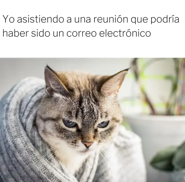  Los memes más divertidos para celebrar el Día Internacional del Gato. Foto: X    