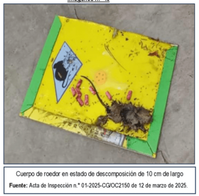 Roedor encontrado en el almacén. Foto: Contraloría    Roedor encontrado en el almacén. Foto: Contraloría