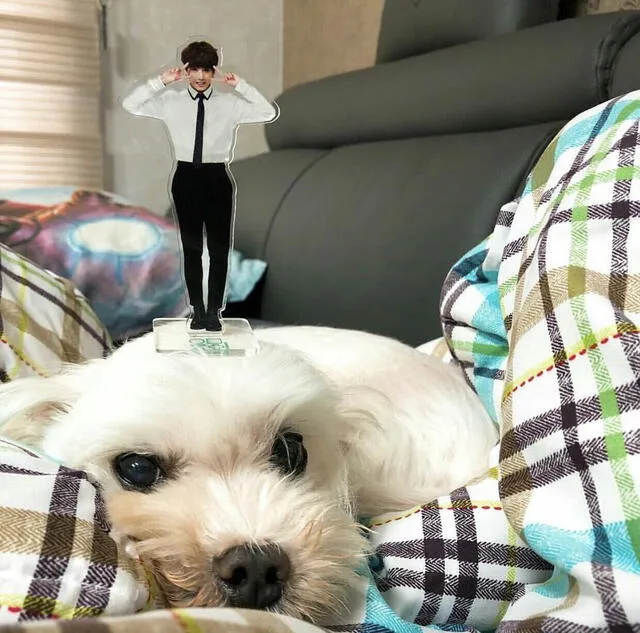 Gureum, primera mascota de Jungkook. Foto: Twitter