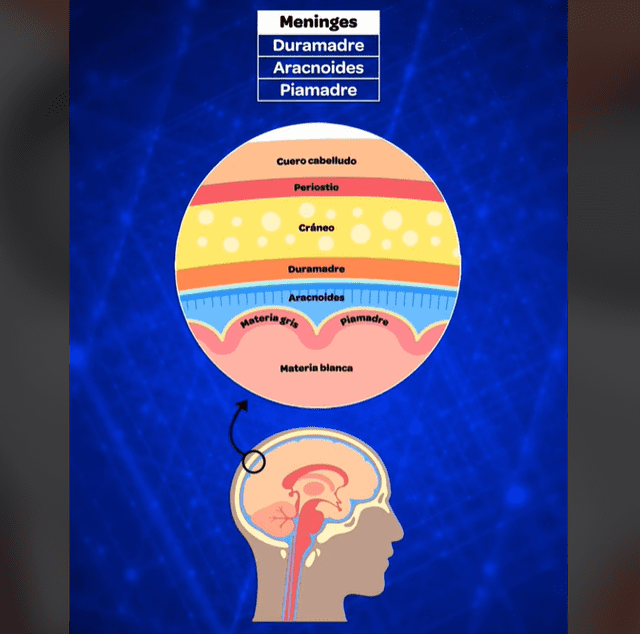 Las meninges protegen al cerebro. Foto: TikTok/EsSalud   