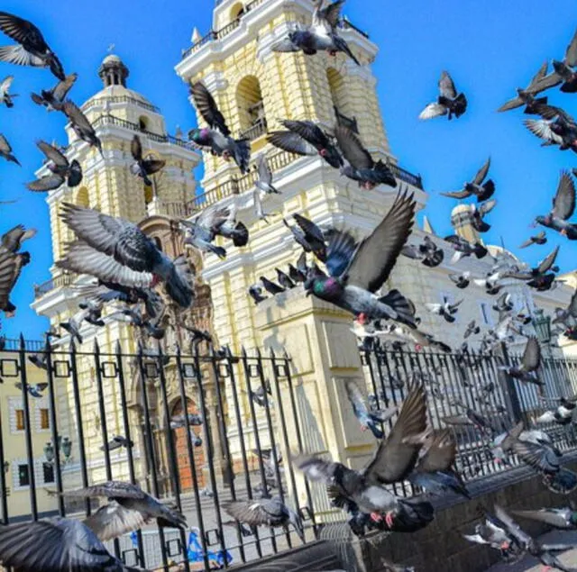  Suelen observarse diversas palomas en los alrededores de la iglesia San Francisco, en el centro de Lima. Foto: TripAdvisor   