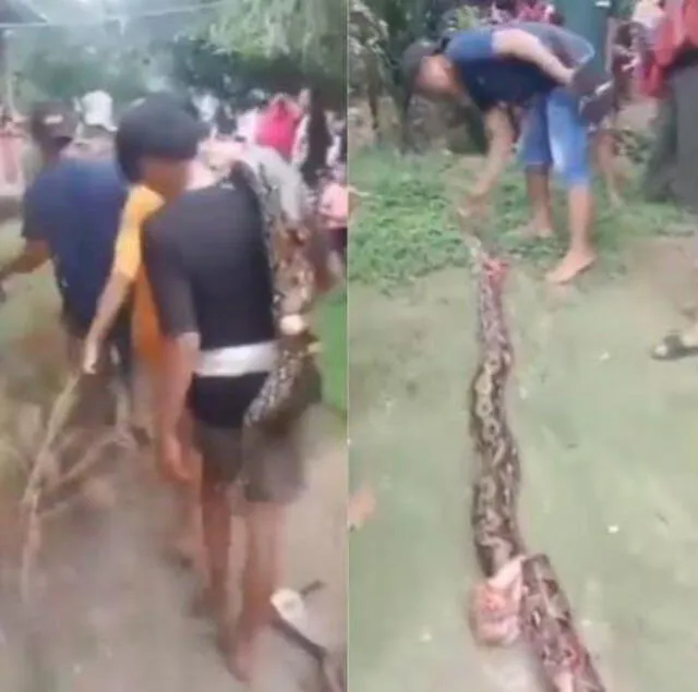 El cadáver de la serpiente fue luego transportado por varias personas hasta convertirse en un espectáculo para los vecinos. Foto: Tribunal Bengkulu   