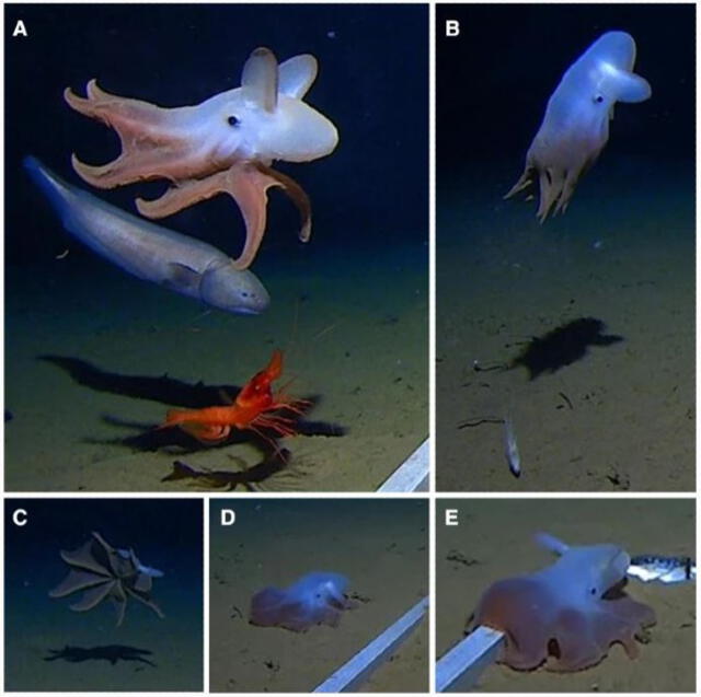 Pulpo Dumbo. Foto: Alan J. Jamieson - Marine Biology