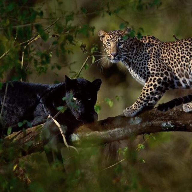 Fotógrafo logra capturar a una pantera negra y a un leopardo, juntos en la naturaleza