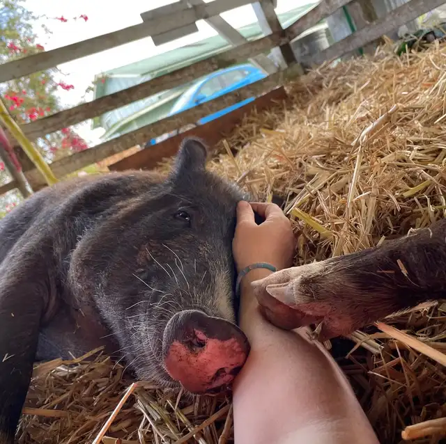 El perfil deseado no exige formación técnica previa dentro de este sector. Foto: Selah’s Pig Sanctuary El perfil deseado no exige formación técnica previa dentro de este sector. Foto: Selah’s Pig Sanctuary