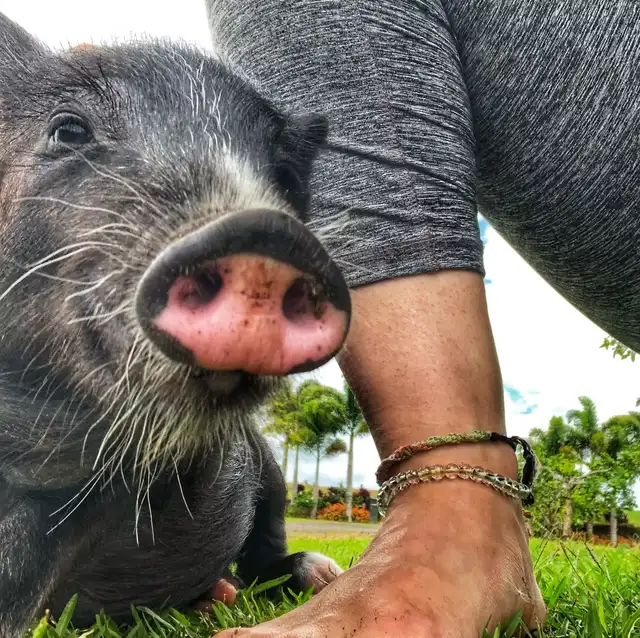 Los criterios de admisión para cuidar cerditos demandan mayoría de edad. Foto: Selah’s Pig Sanctuary Los criterios de admisión para cuidar cerditos demandan mayoría de edad. Foto: Selah’s Pig Sanctuary