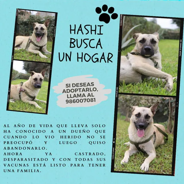 Quienes estén interesados en adoptar a Hashi se pueden comunicar al 986007081. Foto: composición