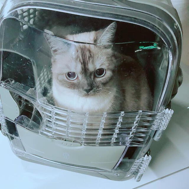 Mascota de Choi Tae Joon. Foto: Instagram @actorctj