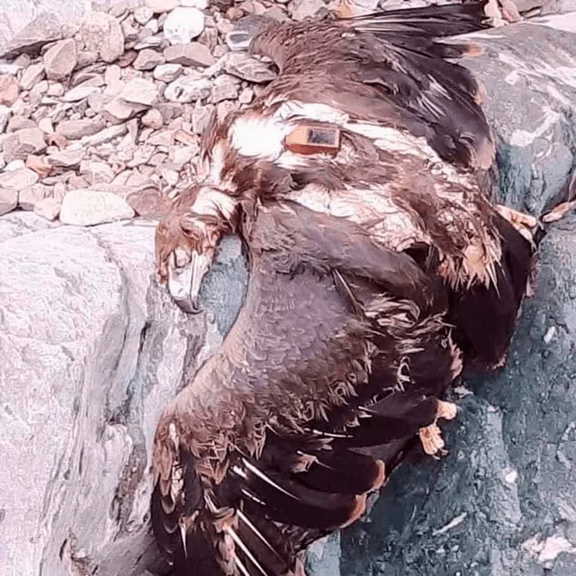 Águila muerta encontrada en Arabia Saudita. Foto: Facebook