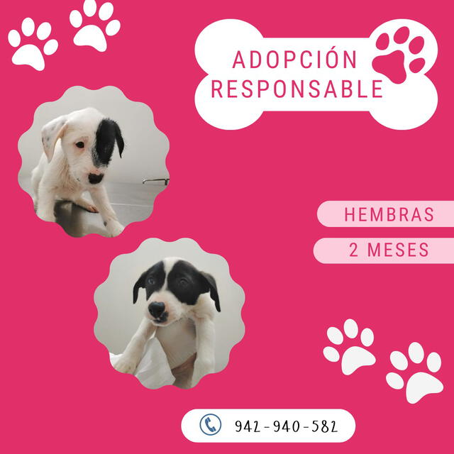 Veterinaria Municipalidad de Lima: 5 perritos buscan un hogar