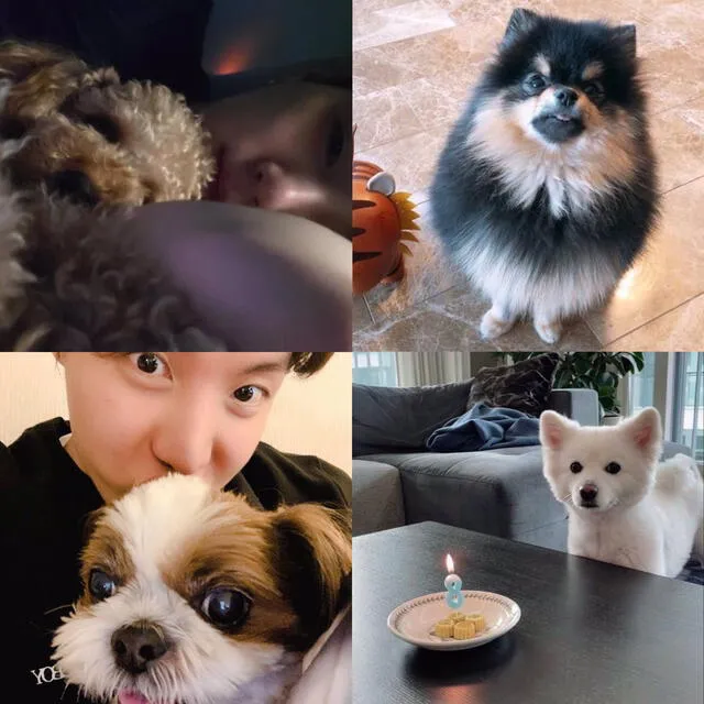 Mascotas de los integrantes de BTS. Foto: Twitter