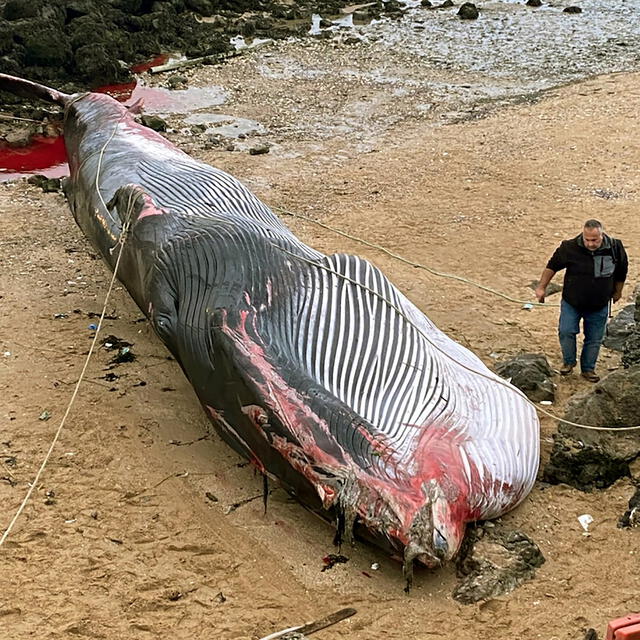 Un hombre está al lado de una ballena muerta varada en el puerto de Calais, al norte de Francia. Foto: AFP