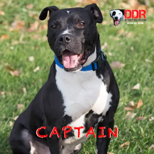 El can ha mejorado su salud desde que fue encontrado. Foto: Detroit Dog Rescue / Facebook.