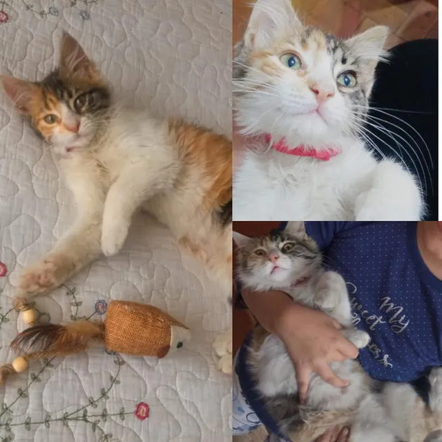 Madre confirmó aparición de gatita. Foto: Yani Flores