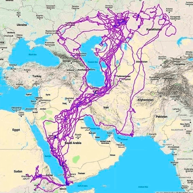Mapa que registra las migraciones de 20 águilas esteparias en Asia Central. Foto: Facebook