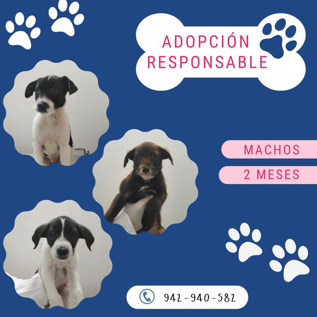 Veterinaria Municipalidad de Lima: 5 perritos buscan un hogar