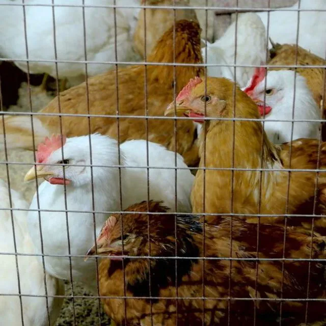 Casos de gripe aviar en aves domésticas en Lambayeque