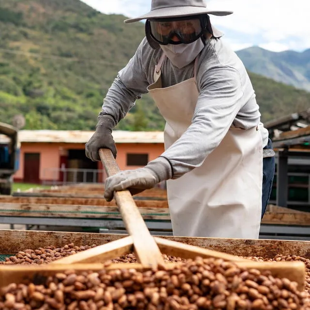  Quillabamba. La Ibérica tiene una planta para seleccionar y hacer fermentar el fruto. Luego lo traslada a Arequipa. Foto: La Ibérica   