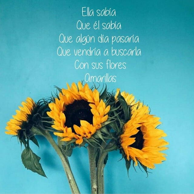Frases de flores amarillas para dedicar este 21 de septiembre. Foto: Pinterest   