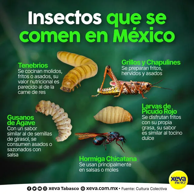 México | insectos | tacos de insecto