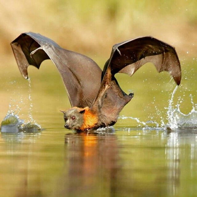 Las alas del zorro volador filipino varían entre 1,5 y 1,7 metros. Foto: Pinterest   
