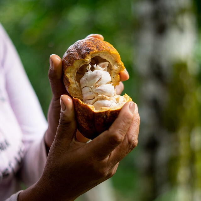 La dispersión del cacao desde Ecuador hasta Mesoamérica se produjo gracias a las redes político-económicas interconectadas. Foto: La Ibérica.   