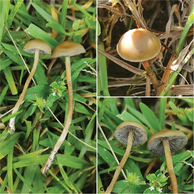 Los hongos Psilocybe ingeli fueron hallados en KwaZulu-Natal. Fotos: Talan Moult    