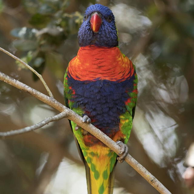 El aviario de Tricao no solo es un espacio recreativo, sino también un lugar dedicado a la educación y conservación de las especies. Foto: Chile es tuyo   