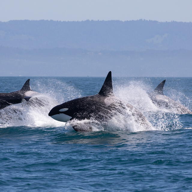 Las orcas estarían desarrollando nuevas habilidades de caza que apunta una respuesta activa a los cambios en el ecosistema marino. Foto: Chileestuyo   