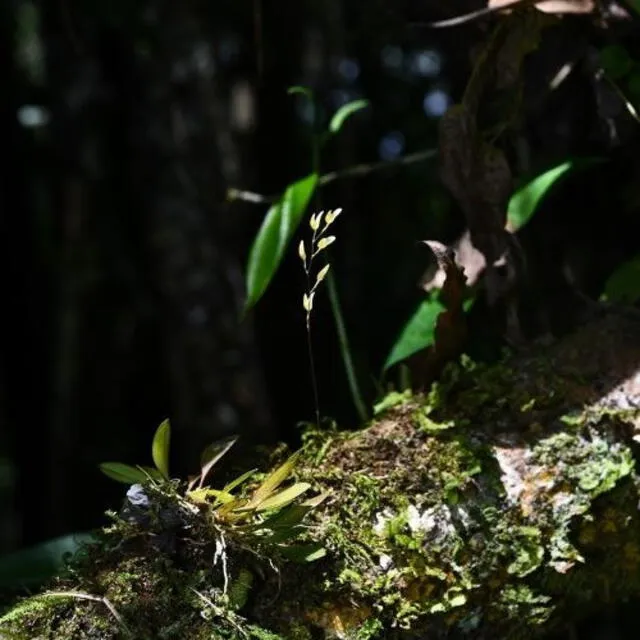 Este hallazgo subraya la importancia de investigaciones para conservar la flora amazónica, donde se conocen alrededor de 3.000 especies de orquídeas. Foto: ANDINA   