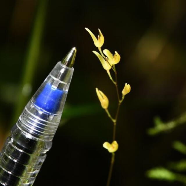 La orquídea fue descubierta gracias a la colaboración con diversas instituciones, resaltando la necesidad de cooperación científica en la preservación de la biodiversidad. Foto: ANDINA   