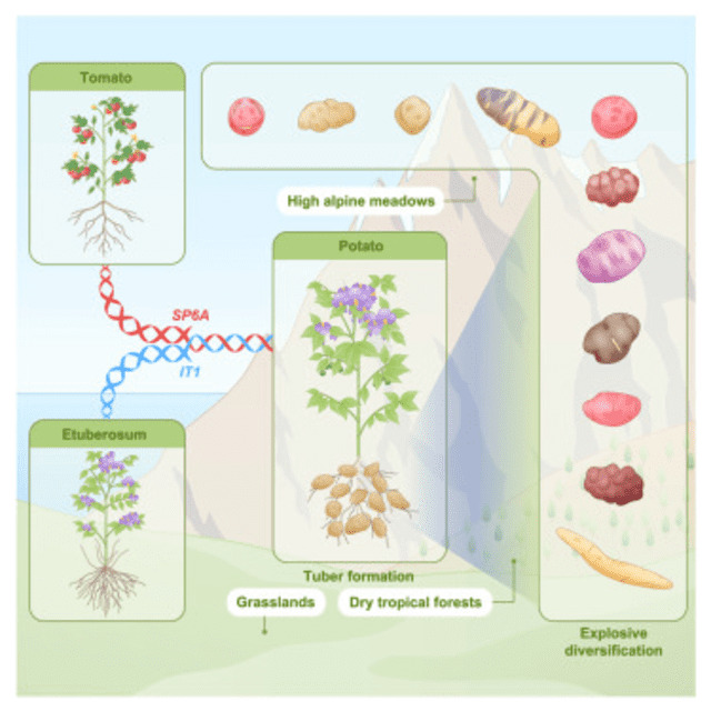  La papa moderna cuenta con genomas que derivan del tomate.   