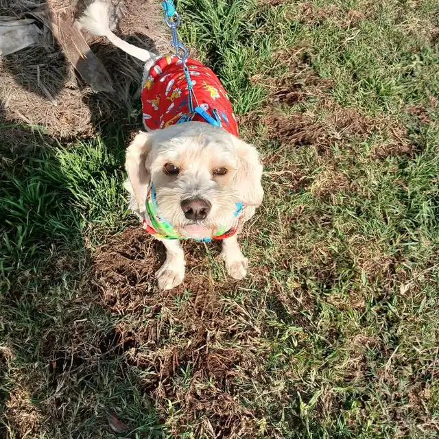 Peluchín es un perrito macho de un año y medio aproximadamente. Raza pequeña. Foto: Difusión.   