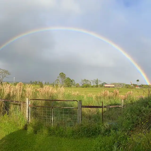Selah’s Pig Sanctuary es una organización sin fines de lucro situada en Keaau, en Isla Grande, Estados Unidos. Foto: Selah’s Pig Sanctuary Selah’s Pig Sanctuary es una organización sin fines de lucro situada en Keaau, en Isla Grande, Estados Unidos. Foto: Selah’s Pig Sanctuary