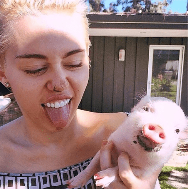 Miley Cyrus y su cerdita
