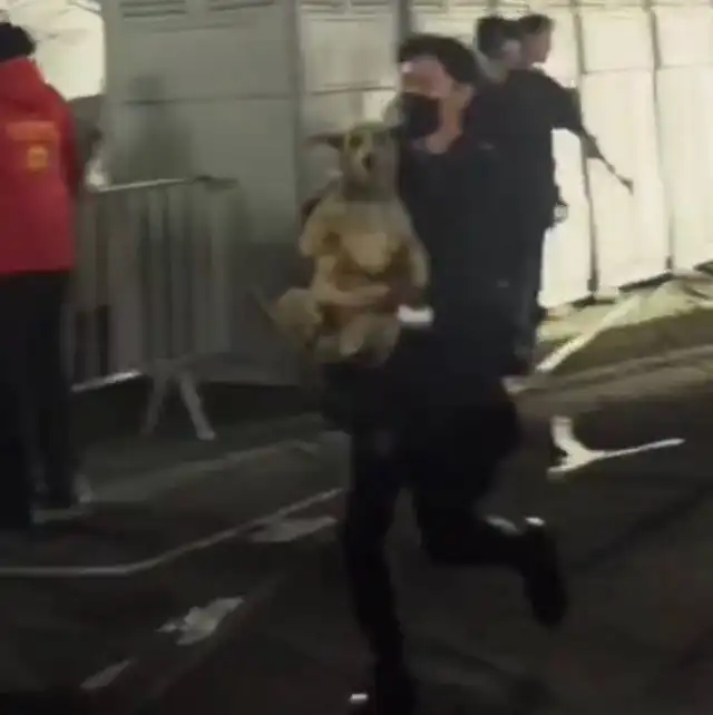 Perrito se 'coló' al concierto de BTS en Perú Perrito se 'coló' al concierto de BTS en Perú