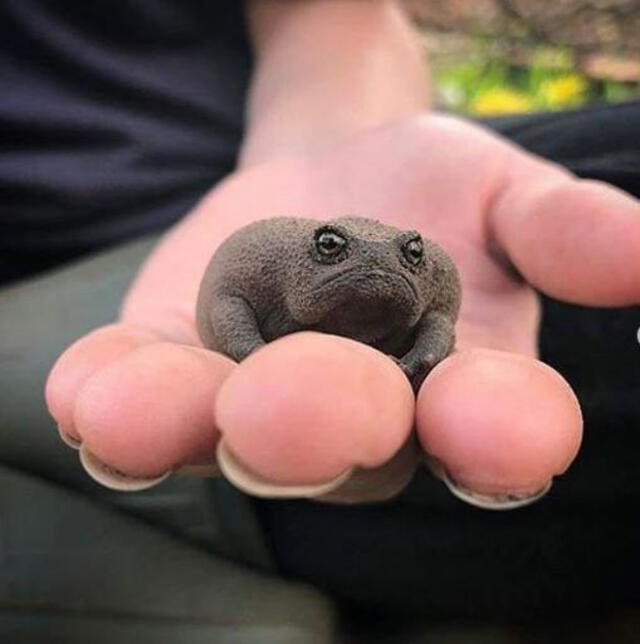 Rana negra de lluvia: el curioso anfibio oriundo de Sudáfrica que parece una palta enojada [FOTOS]