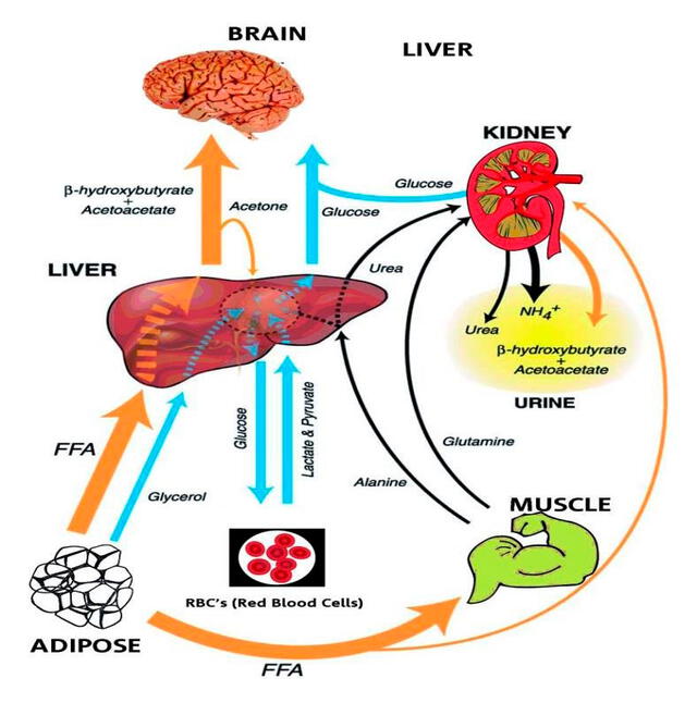 Esquema del metabolismo del combustible en el cuerpo durante la inanición. El cuerpo debe recurrir a otras fuentes de energía cuando no hay alimentos que descomponer en glucosa. Foto: ResearchGate