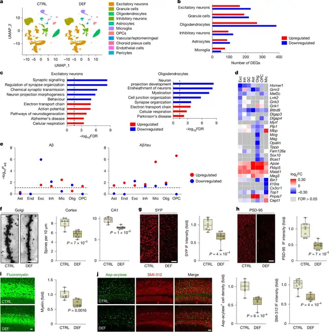 El estudio utilizó modelos de ratón modificados genéticamente para replicar la patología. Foto: Nature<br> El estudio utilizó modelos de ratón modificados genéticamente para replicar la patología. Foto: Nature<br>