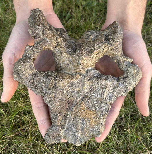 Cráneo de Dacentrurus armatus encontrado en Riodeva. Foto: Fundación Dinópolis Cráneo de Dacentrurus armatus encontrado en Riodeva. Foto: Fundación Dinópolis