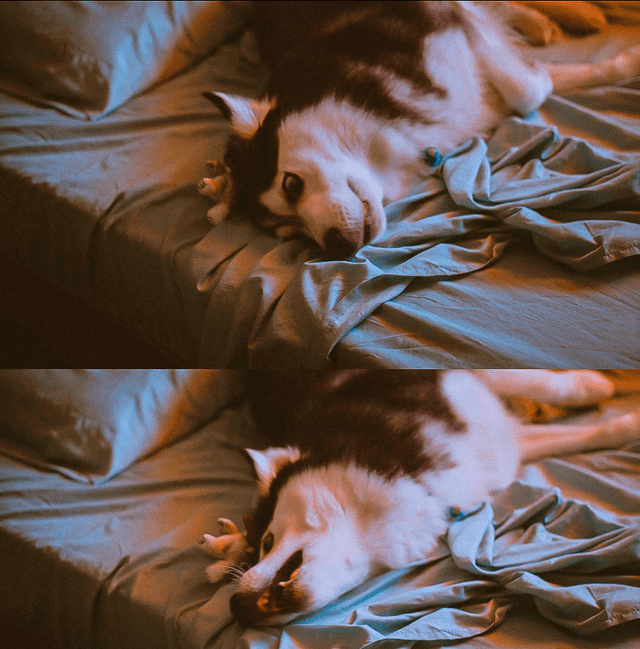 Dormir con tu mascota en tu cama puede originarte problemas de alergia. Foto: Instagram   