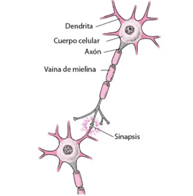 Partes de una neurona. Foto: Manual MSD